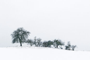 Germany, Uckermark, trees in winter - ASCF000427