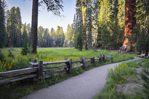 USA, Kalifornien, Sequoia-Nationalpark, Big Tree Walk - STCF000134