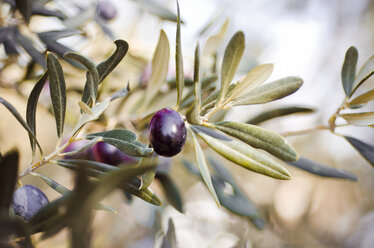 Italy, Tuscany, ripe olives on tree stock photo