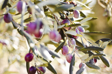 Turkey, Foca, olive tree with ripe fruits, close-up - CZF000240