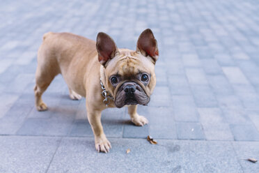 Portrait of French bulldog standing on pavement - GEMF000598