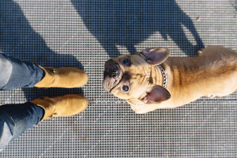 Porträt einer französischen Bulldogge, die zu ihrem Besitzer aufschaut, lizenzfreies Stockfoto