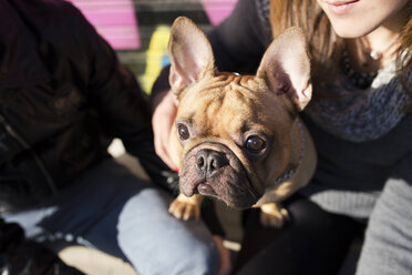 Porträt einer französischen Bulldogge mit Blick nach oben - GEMF000602