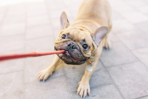 Französische Bulldogge beißt und zieht an der Leine, lizenzfreies Stockfoto