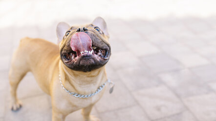 Französische Bulldogge streckt Zunge heraus - GEMF000606