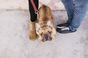 Portrait of French bulldog standing between owners and looking up to camera - GEMF000608