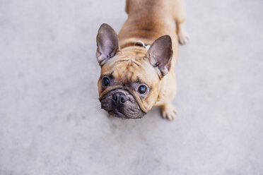 Porträt einer französischen Bulldogge mit Blick nach oben - GEMF000613