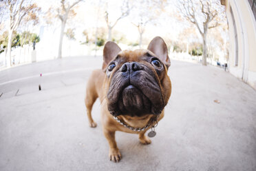 Porträt einer französischen Bulldogge mit Blick nach oben - GEMF000616