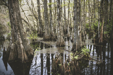 USA, Florida, Fort Myers, Schutzgebiet Six Mile Cypress Slough - CHPF000169