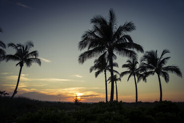 USA, Florida, Captiva Island, Palmen bei Sonnenuntergang - CHPF000173