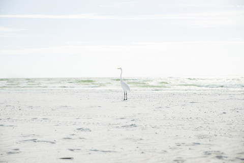 USA, Florida, Sarasota, Siesta Key, Reiher am Strand, lizenzfreies Stockfoto