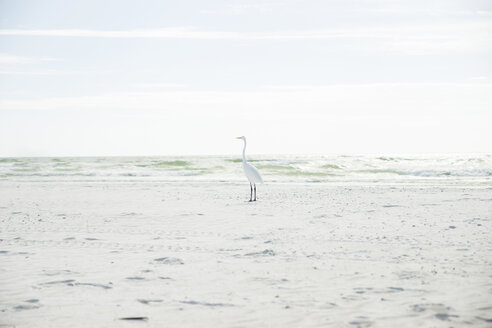 USA, Florida, Sarasota, Siesta Key, heron on beach - CHPF000183