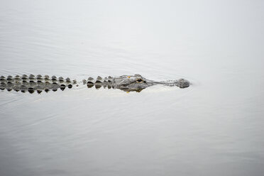 USA, Florida, Fort Myers, Six Mile Cypress Slough Preserve, Alligator im Wasser - CHPF000186