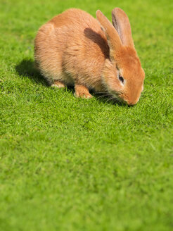 Kaninchen auf einer Wiese - KRPF001690