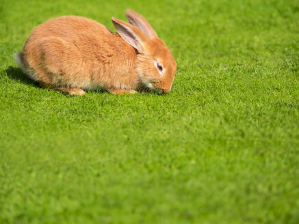 Kaninchen auf einer Wiese - KRPF001691