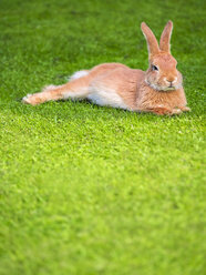 Faules Kaninchen auf einer Wiese liegend - KRPF001692