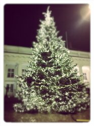 Tannenbaum auf dem Schweriner Weihnachtsmarkt - MYF001299