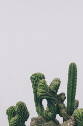 Kaktus auf weißem Hintergrund - GEMF000619