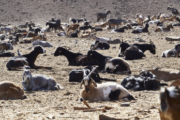 Fuerteventura, Ziegenherde - FMKF002234