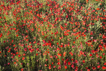 Österreich, Niederösterreich, Mohnblumenfeld - AIF000185