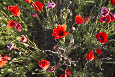 Austria, Lower Austria, field of poppies - AIF000186