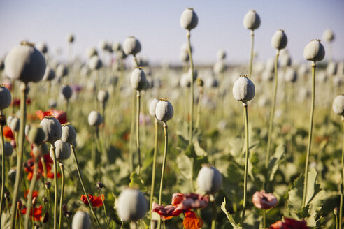 Austria, Lower Austria, field of poppies, poppy seed capsules, unripe - AIF000187