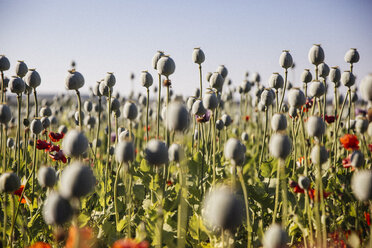 Austria, Lower Austria, field of poppies, poppy seed capsules, unripe - AIF000188