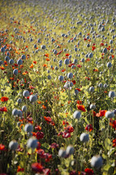Austria, Lower Austria, field of poppies, poppy seed capsules, unripe - AIF000189