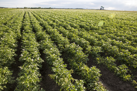 Potato field stock photo