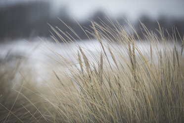 Marram-Gras im Winter - ASCF000453