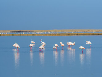 Namibia, Swakopmund Region, rosa Flamingos im Wasser stehend - AMF004636