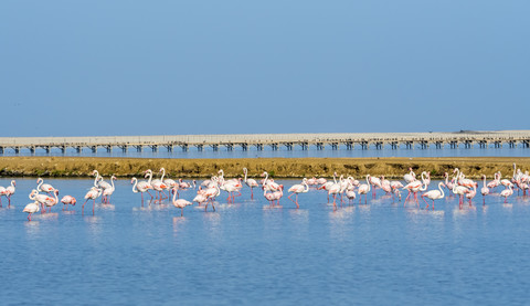 Namibia, Swakopmund Region, rosa Flamingos im Wasser stehend, lizenzfreies Stockfoto