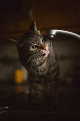 Portrait of tabby cat drinking water from tap of the kitchen - RAEF000771