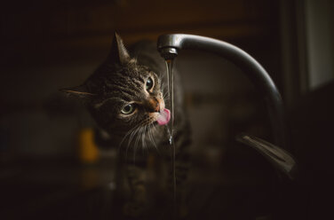 Portrait of tabby cat drinking water from tap of the kitchen - RAEF000772