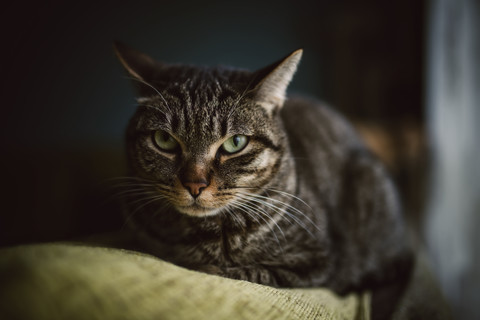 Porträt einer getigerten Katze, die auf der Rückenlehne einer Couch liegt, lizenzfreies Stockfoto