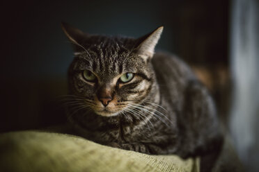 Portrait of tabby cat lying on backrest of a couch - RAEF000773