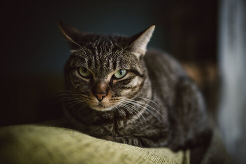 Porträt einer getigerten Katze, die auf der Rückenlehne einer Couch liegt - RAEF000773