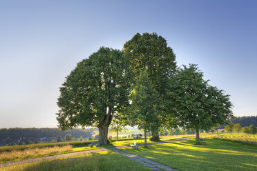 Deutschland, Baden Württemberg, Linden bei Heiligenberg - SIEF006922