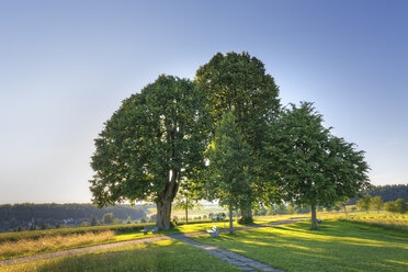 Germany, Baden-Wuerttemberg, lime trees near Heiligenberg - SIEF006922