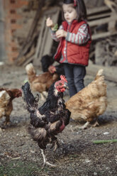 Porträt einer schwarzen Henne in einem Bauernhof mit einem kleinen Mädchen im Hintergrund - DAPF000007