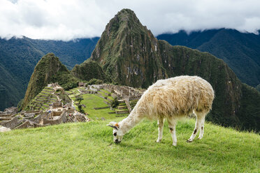 Peru, weißes Lama beim Grasfressen mit der Zitadelle von Machu Picchu und dem Berg Huayna Picchu - GEMF000623