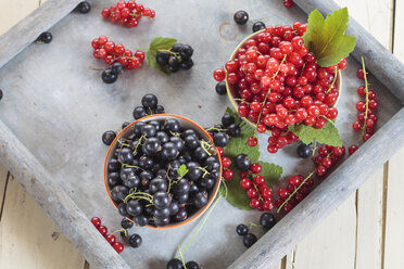 Zwei Schalen mit roten und schwarzen Johannisbeeren auf einem Tablett - SBDF002632