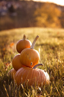 Pile of pumpkins on a meadow - MIDF000713