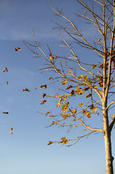 Baum verliert Blätter an einem windigen Herbsttag - MIDF000714