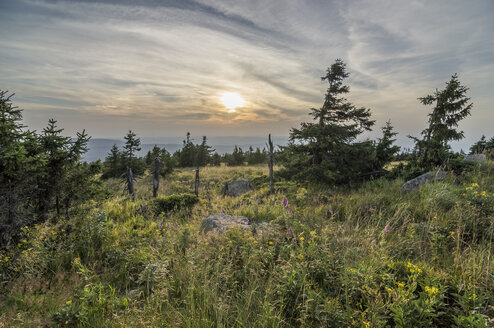 Deutschland, Sachsen-Anhalt, Nationalpark Harz, Fichten und Fingerhut, Brocken - PVCF000737