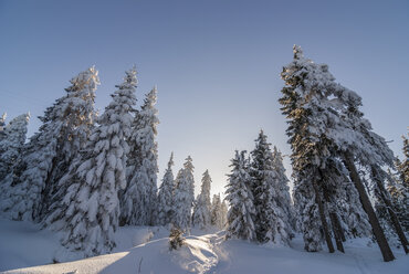 Germany, Saxony-Anhalt, Harz National Park, Landscape in winter - PVCF000742