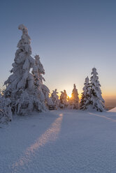 Deutschland, Sachsen-Anhalt, Nationalpark Harz, Landschaft im Winter am Abend - PVCF000745