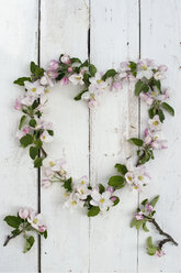 Wreath shaped of apple blossoms on white wood - ASF005801