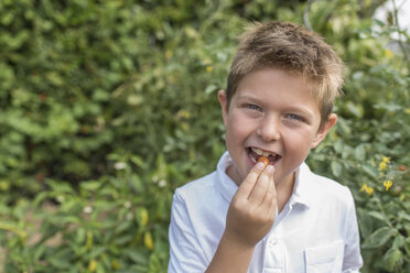 Porträt eines kleinen Jungen, der eine frische Kirschtomate isst - PAF001532