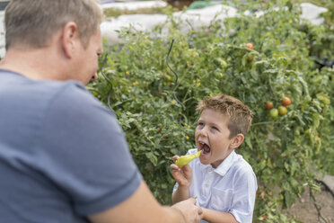 Kleiner Junge isst spitzen Pfeffer, während sein Vater ihn beobachtet - PAF001533